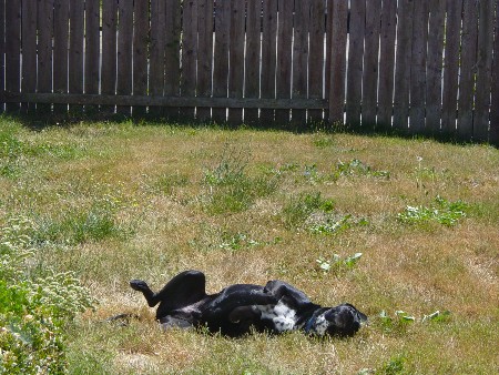 Mikey rolling in grass