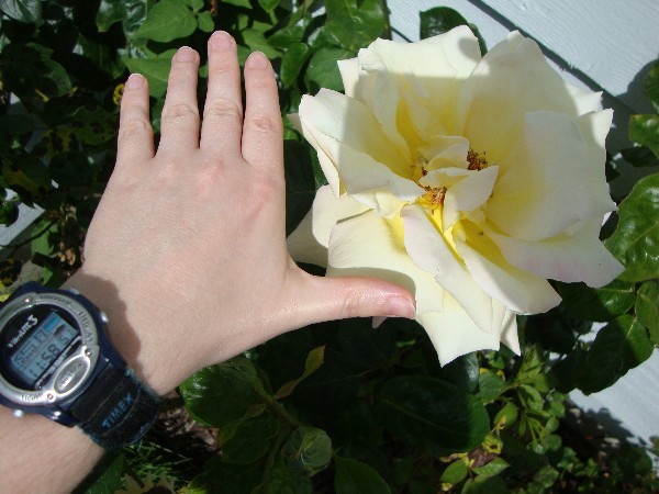 Pale yellow rose