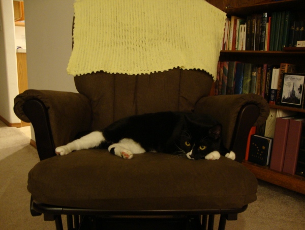 Cosmo sleeping on chair