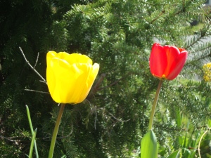 Red and yellow tulips