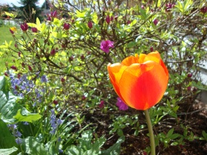 Orange tulip