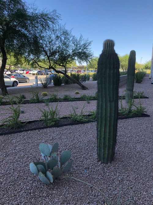 Cacti