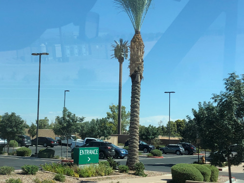 Real and fake palm trees