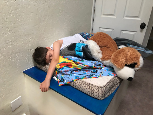 Cody sleeping on dog bed