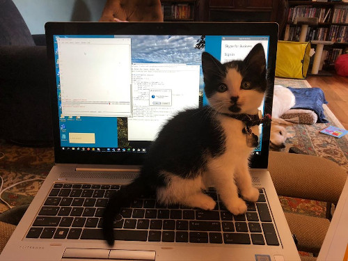 Black and white kitten