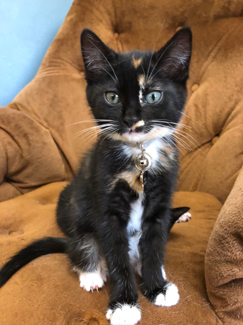 Brown, black and white patterned kitten