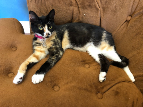 Brown, black and white patterned adult cat