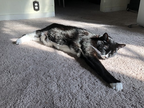 Black and white cat sleeping on sunny carpet