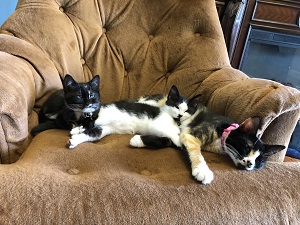 Cat Family